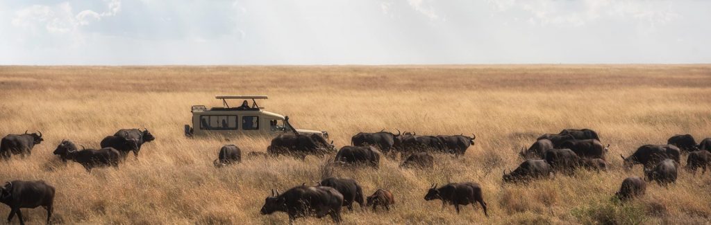 Safari a travers les bisons