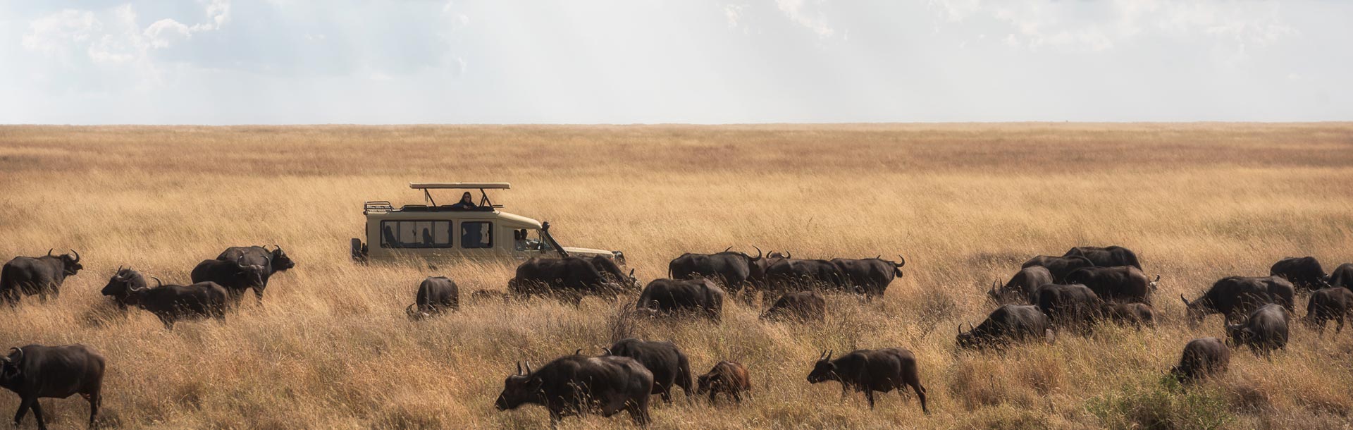 Safari a travers les bisons