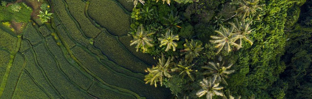 Rizières à Ubud en Indonésie