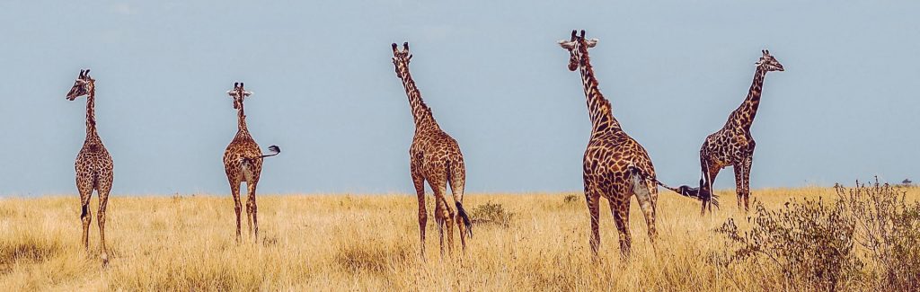Girafes de dos en afrique du sud