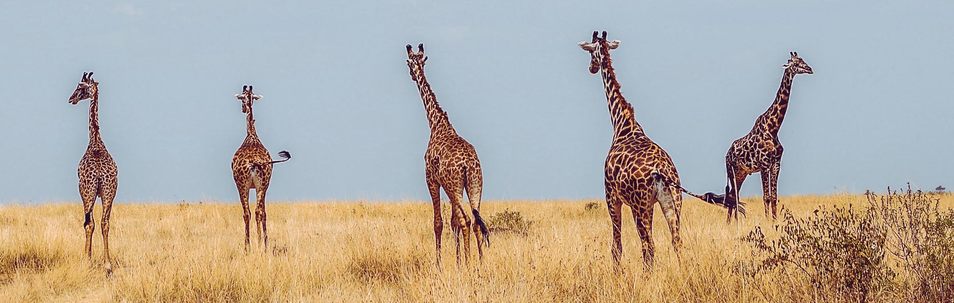 Girafes de dos en afrique du sud