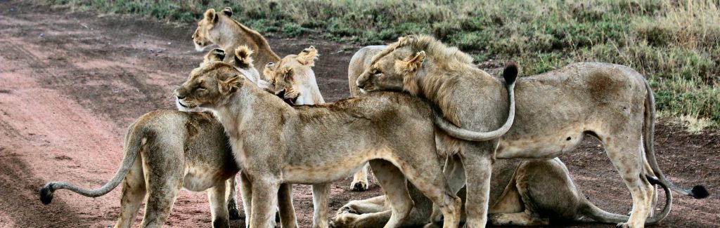 Troupeau de lions
