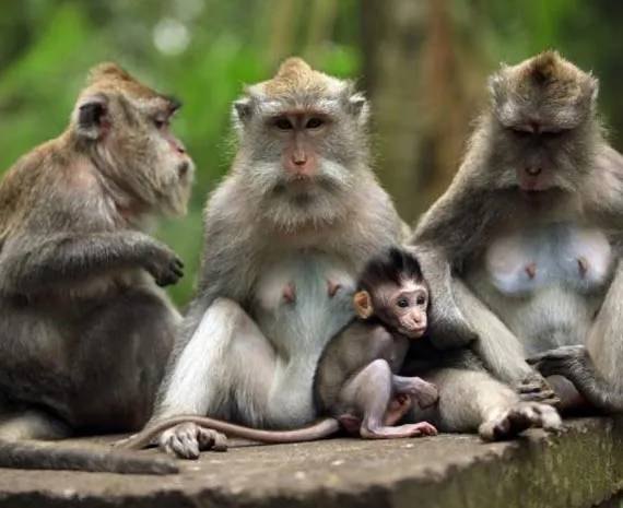 Groupe de singe et bébé singe gris
