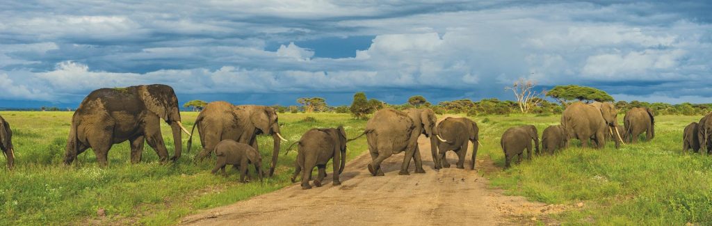 Eléphants en Afrique du sud