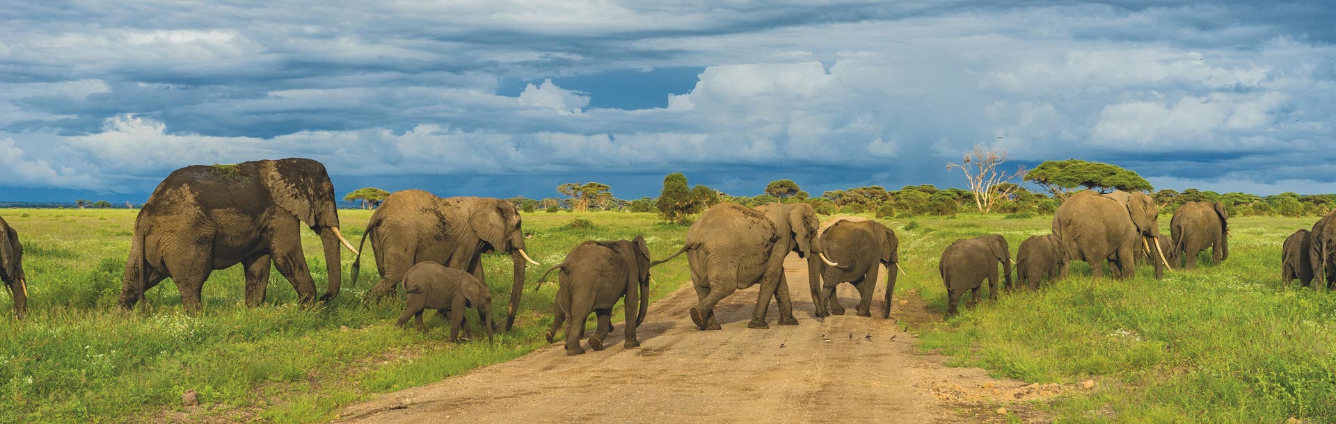 Eléphants en Afrique du sud