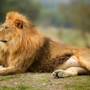 Lion allongé en Afrique du sud