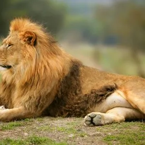 Lion allongé en Afrique du sud