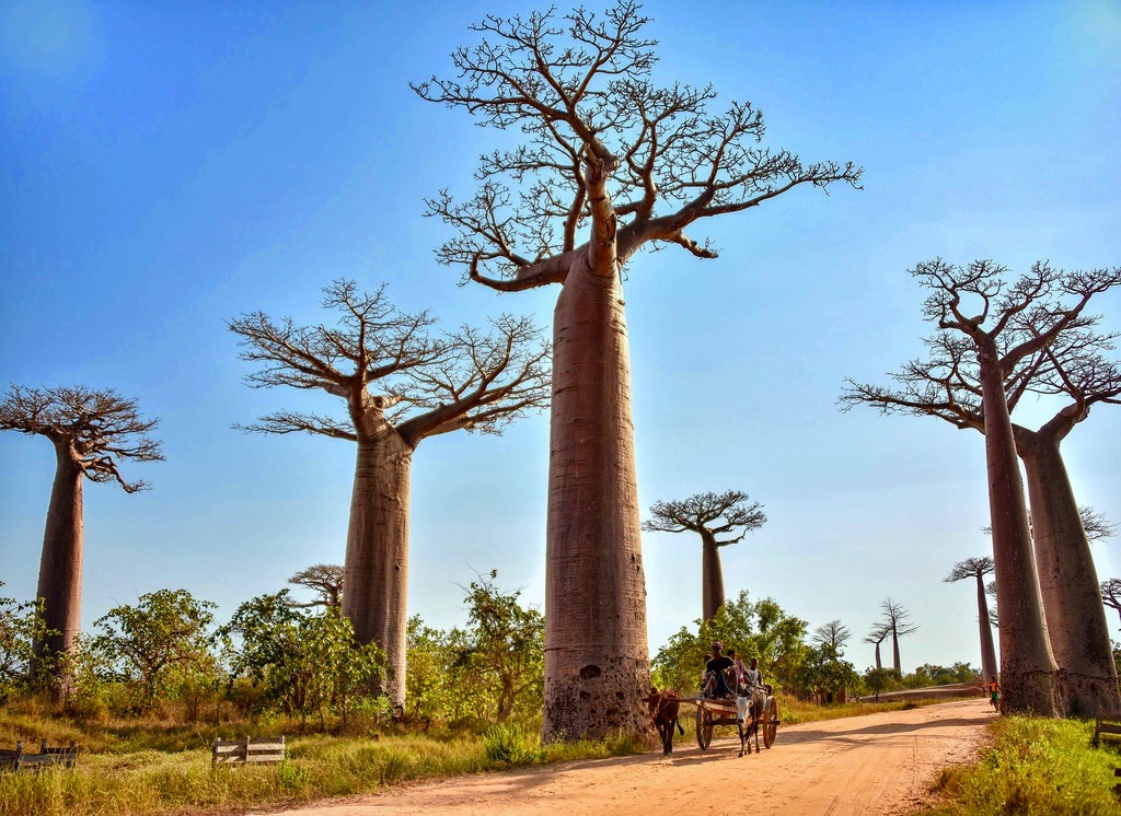 allée des baobabs, Madagascar