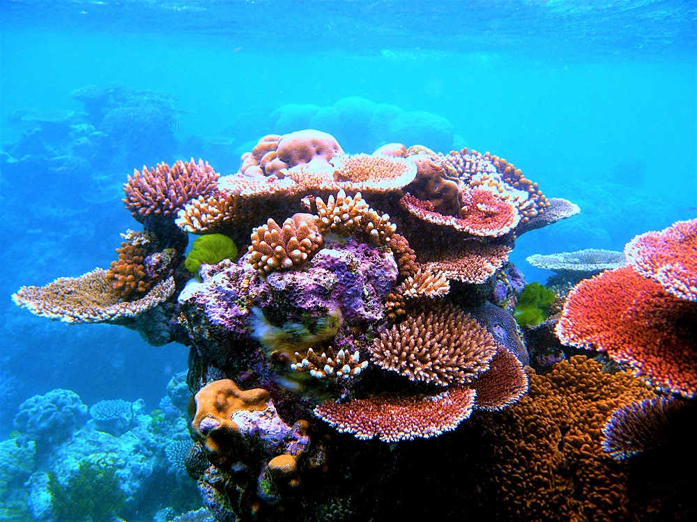 Corail multicolore en Australie