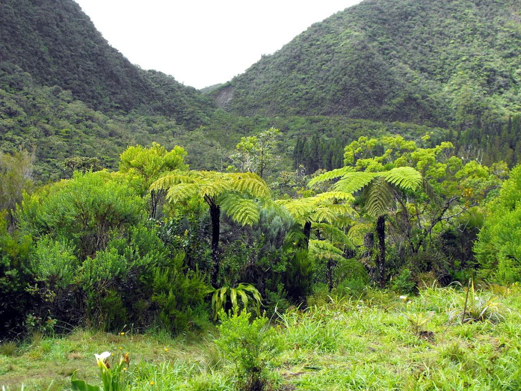 Foret de Bébour à Saint-Benoit à La Réunion
