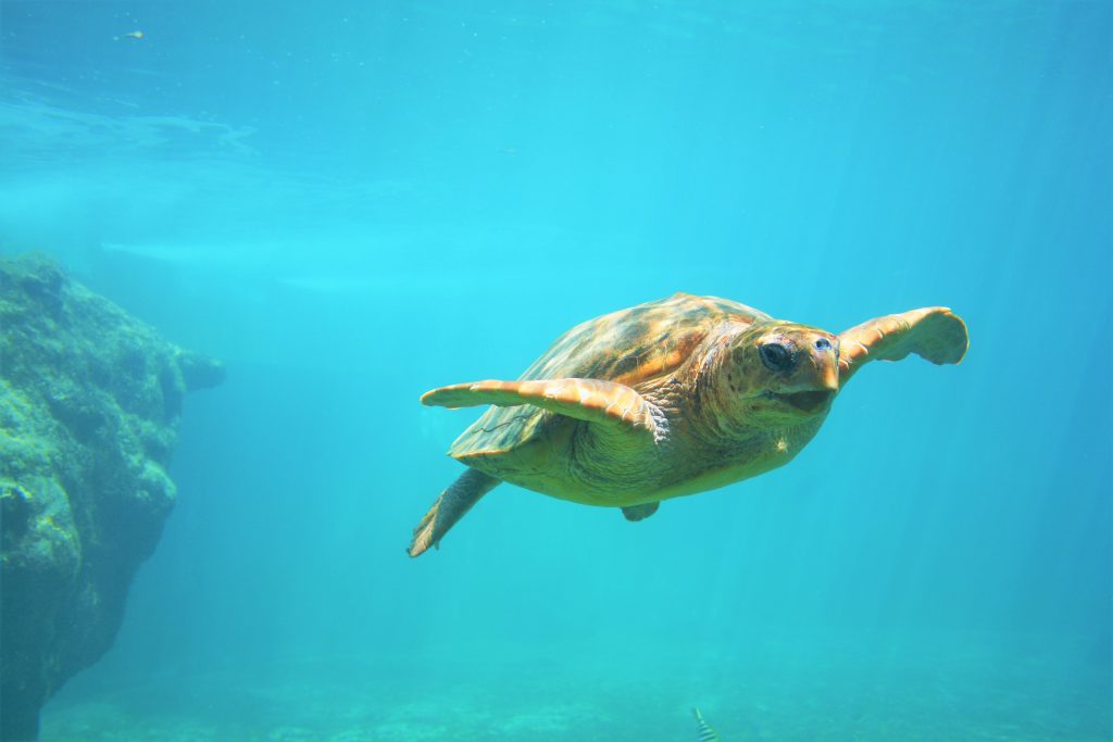Tortue à Kélonia à l'île de La Réunion