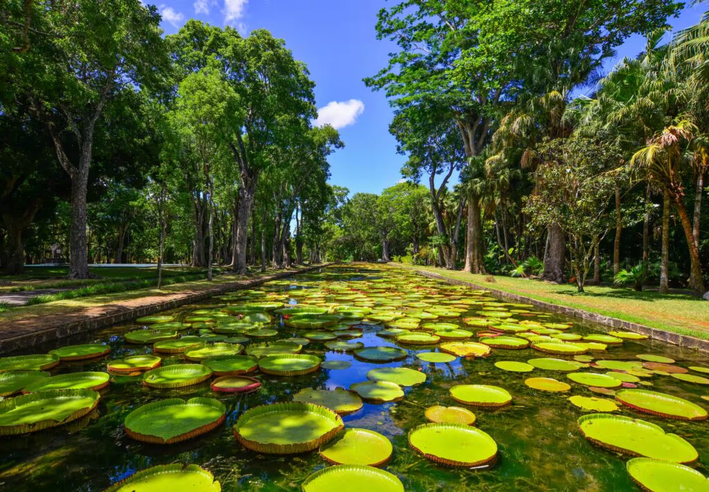 Nénuphars géants, jardins aux palmplemousses, Réunion