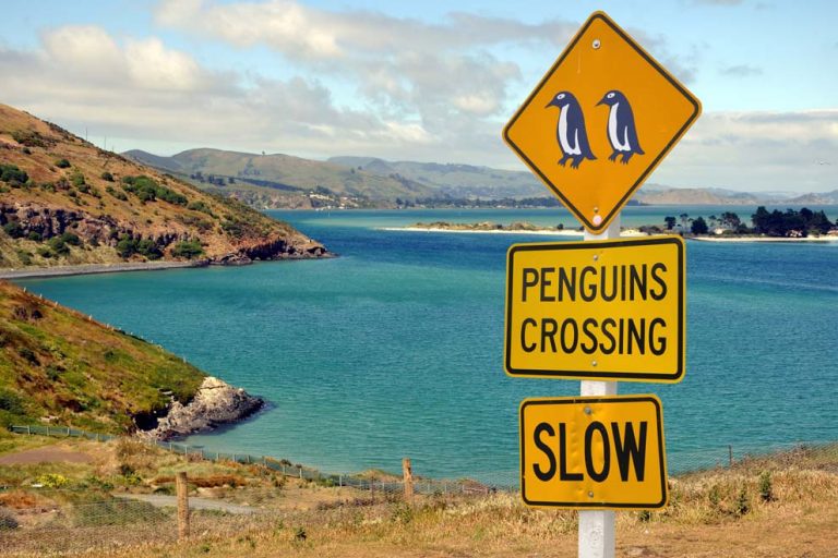 Péninsule d'Otago à Dunedin en Nouvelle-Zélande