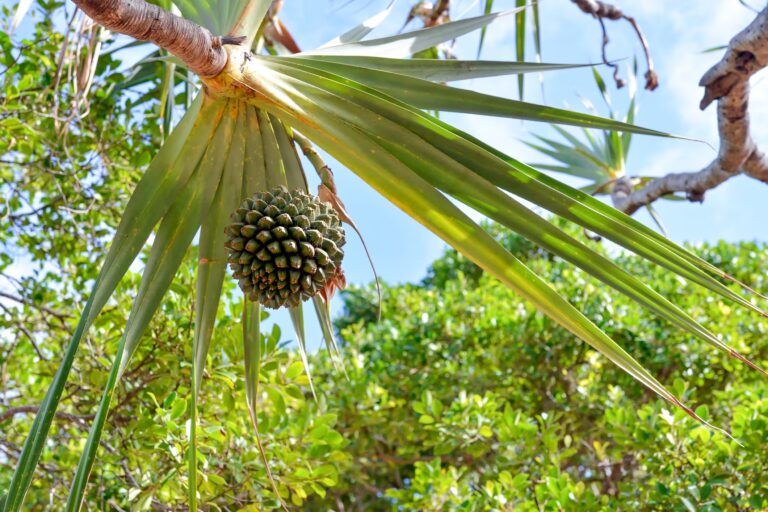 Fruit dans un arbre, ile de la Réunion