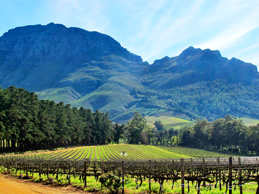 Vignobles à Stellenbosch en Afrique du Sud