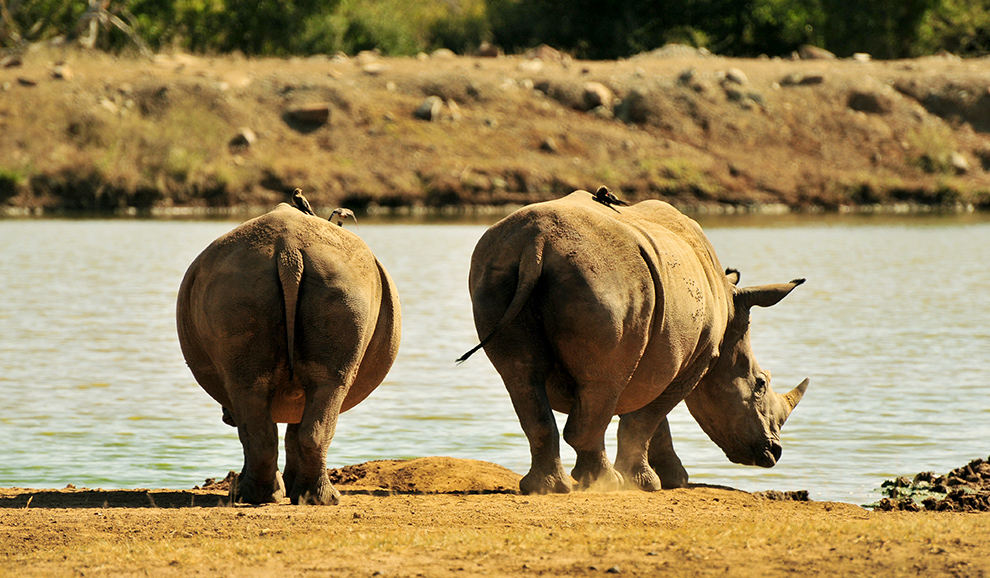 Deux rhinocéros blancs près d'un point d'eau à KwaZulu-Natal en Afrique du Sud