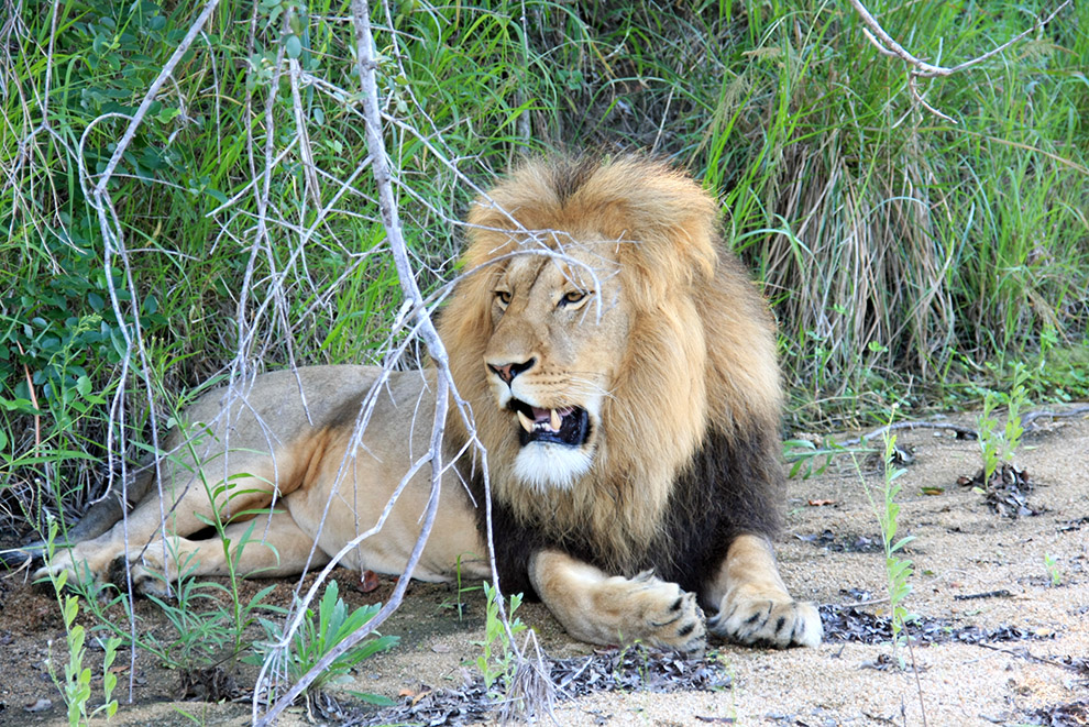 Un lion allongé dans le Parc National de Kruger