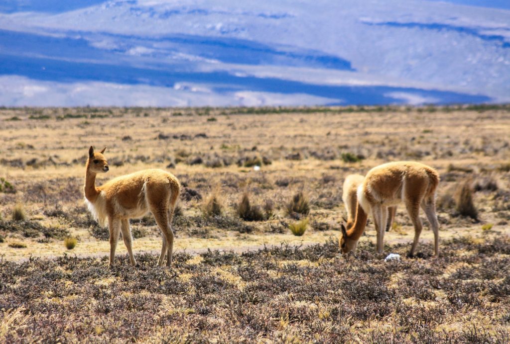 Lama argentin