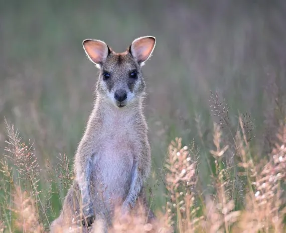 Kangourous d'Australie