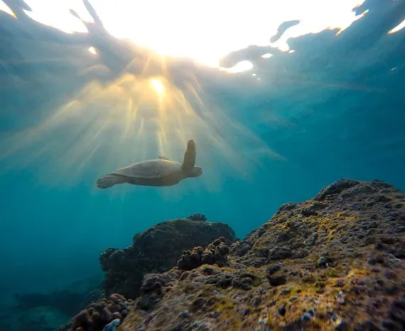 Tortue nageant sous l'eau en Australie