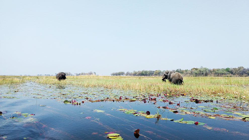 éléphants sur les rives du delta de l'Okavango au Botswana