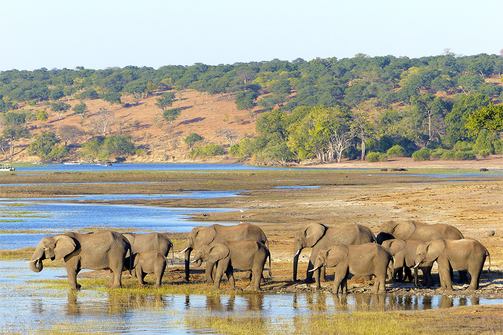 Troupeau d'éléphants au bord d'une rivière dans le parc national de Chobe, Botswana