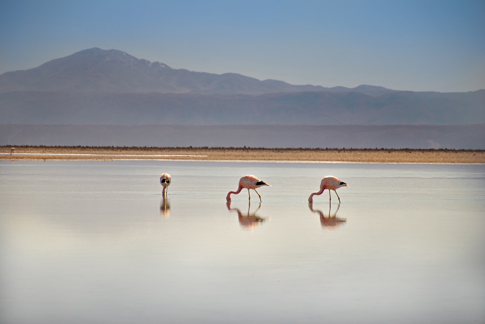 Flamant rose buvant au lac