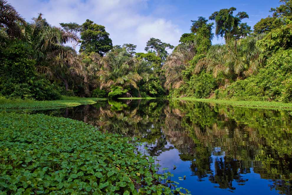 Parc de Tortuguero à Limon au Costa-Rica