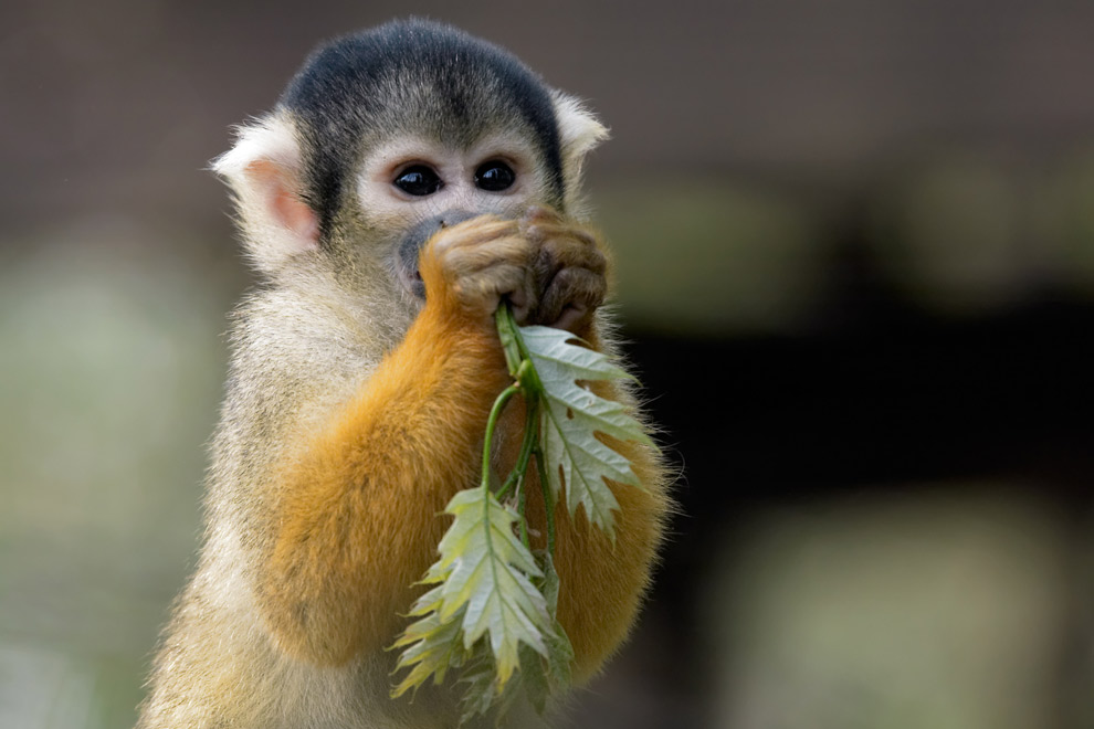 Singe écureuil au Costa-Rica