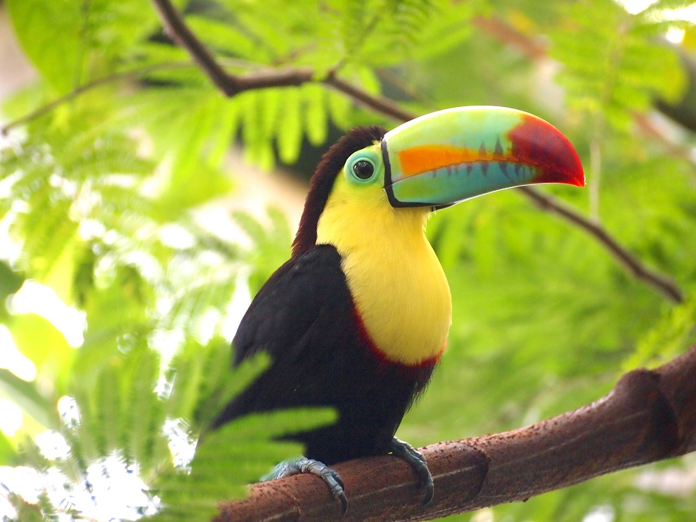 Toucan arc-en-ciel au Costa-Rica