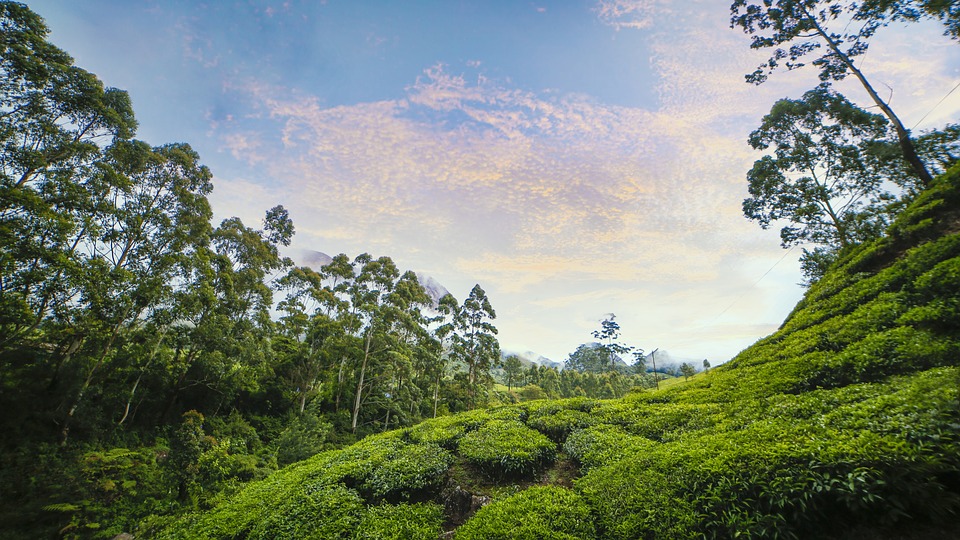 Plantation de thé à Munnar au Kérala en Inde du sud