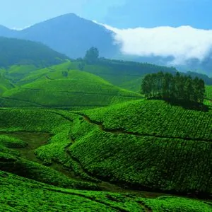 Les jardins de thé à Munnar au kérala en Inde du sud