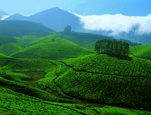 Les jardins de thé à Munnar au kérala en Inde du sud