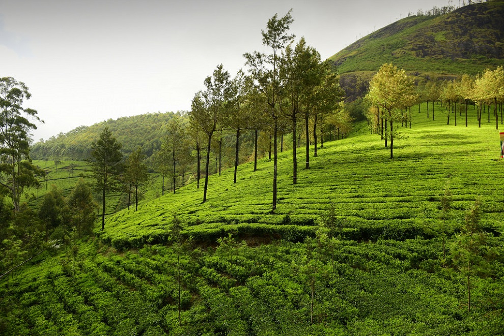 Plantation de thé à Munnar au Kérala en Inde du sud