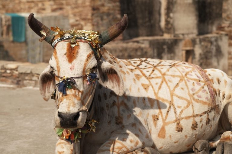 Vache sacrée et peinte en Inde