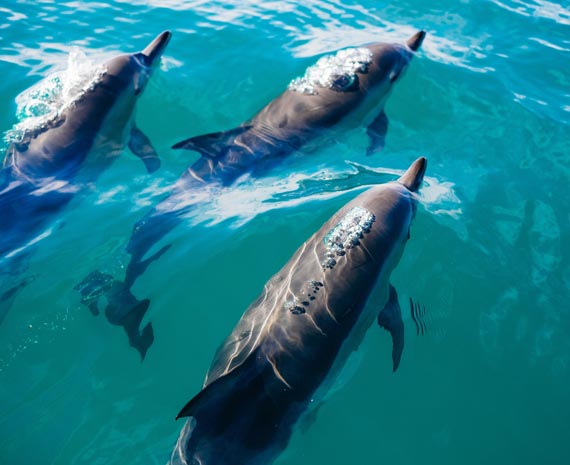 Dauphins à Kaikoura en Nouvelle Zélande