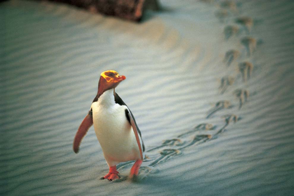 Oiseau sur la plage de Dunedin en Nouvelle Zélande