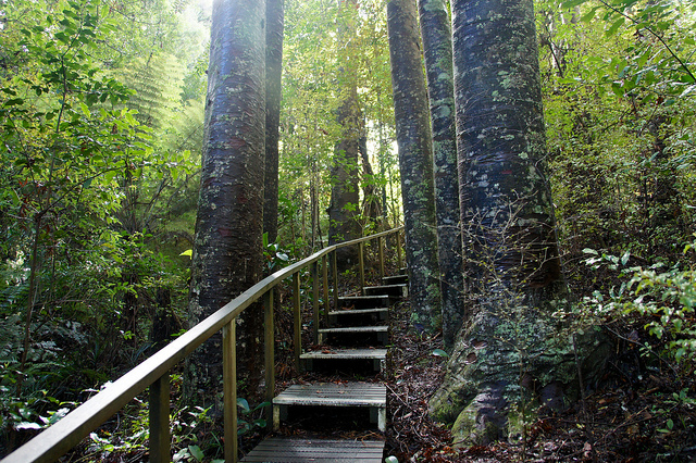 Parry Kauri Park à Warkworth en Nouvelle Zélande