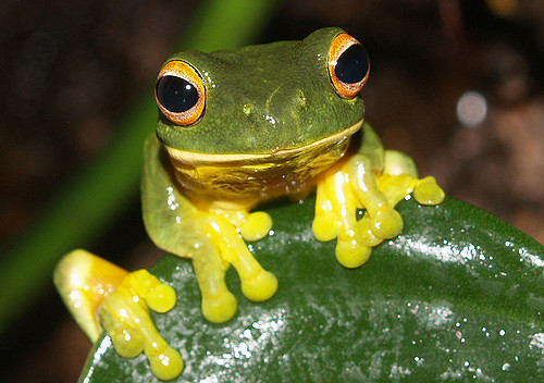 Grenouille dorada au Panama
