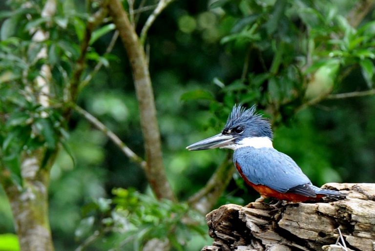 Martin-pêcheur bleu au Panama