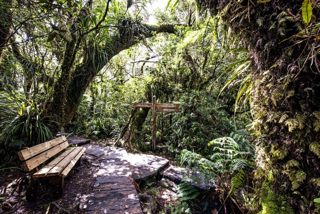 Banc sur le chemin de randonnée pédestre au Trou de Fer dans le massif du Piton des Neiges à La Réunion