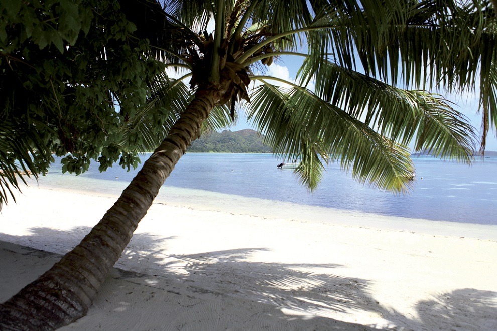 Plage et palmier de la Baie de Côte d'Or à Praslin aux Seychelles