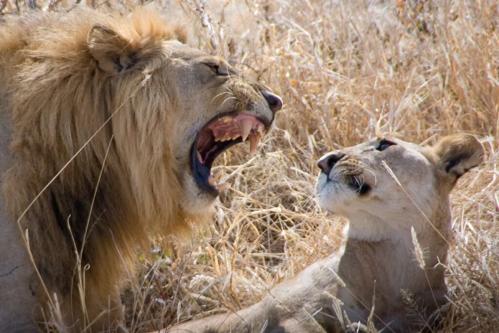 lion rugissant sur une lionne dans la savane, Afrique
