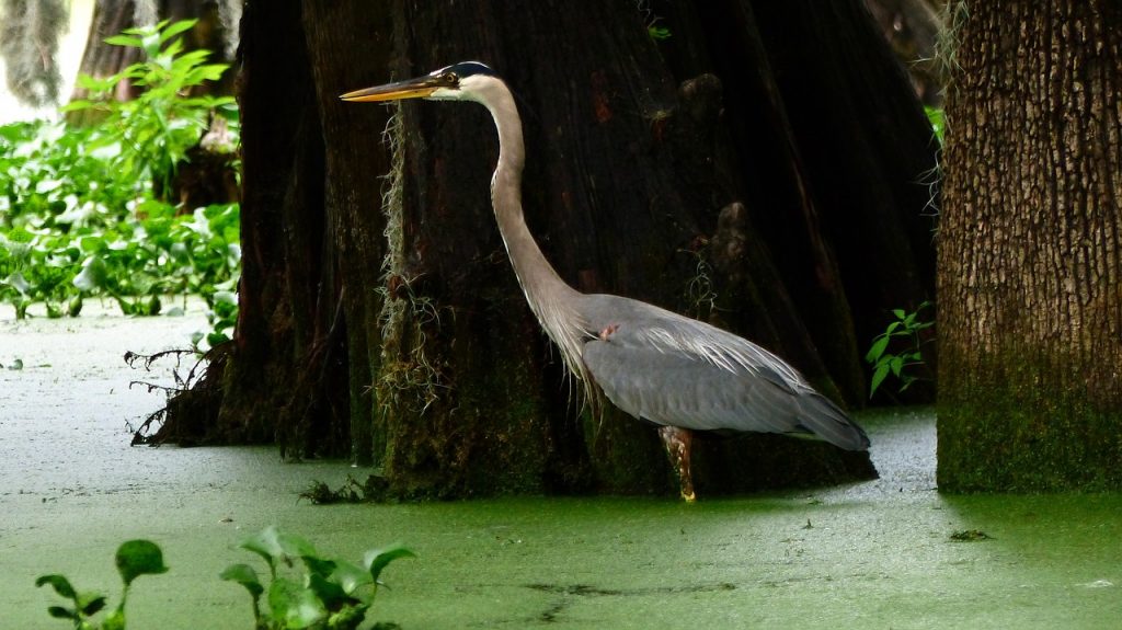 Héron dans un bayou de Louisiane