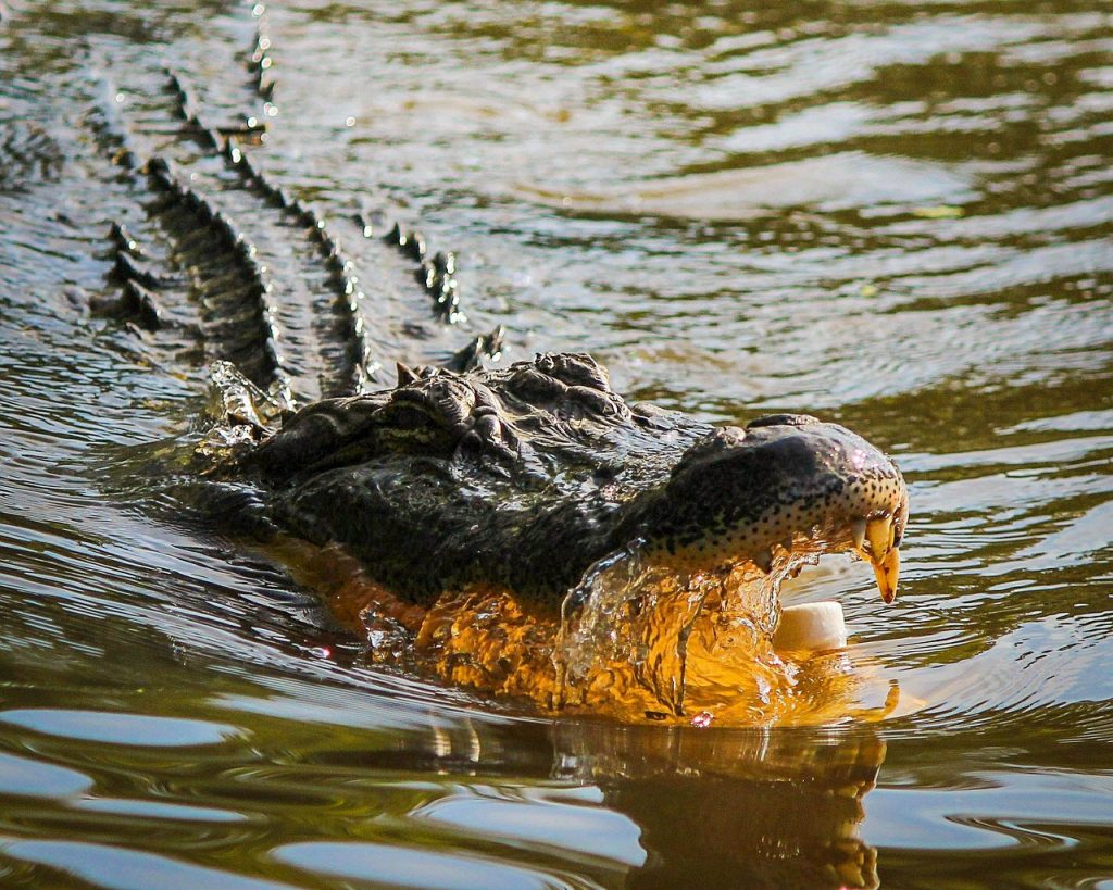 Alligator en Louisiane, aux USA