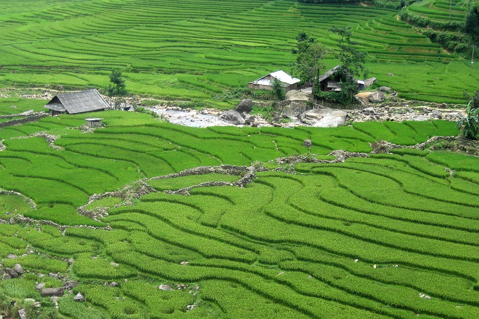 Rizière à Sapa à Lao Caï au Vietnam