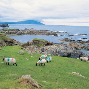 Moutons dans la lande à Galway en Irlande