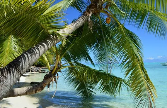 Palmier au bord de l'eau à Bora-Bora en Polynésie
