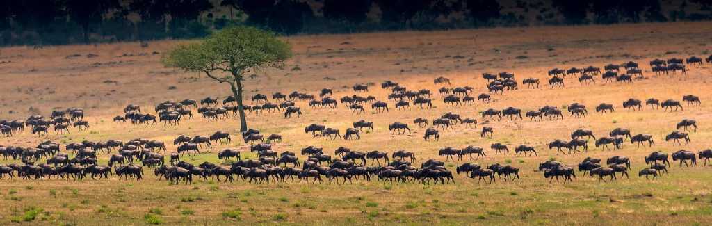 Troupeau de gnous en Tanzanie