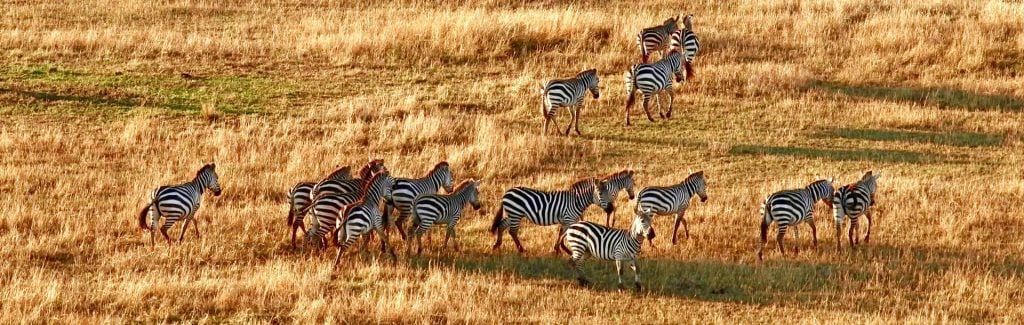 Zebres dans la savane en Tanzanie